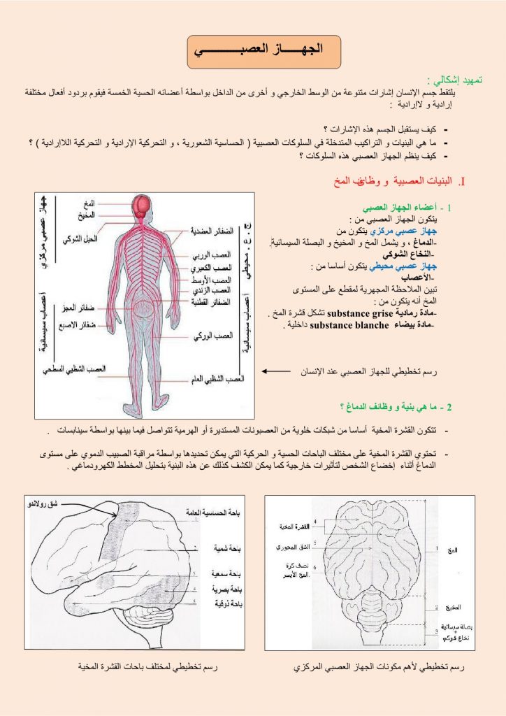 درس الجهاز العصبي للسنة الثالثة إعدادي