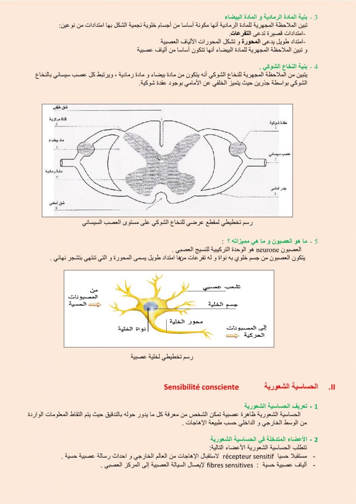 درس الجهاز العصبي للسنة الثالثة إعدادي