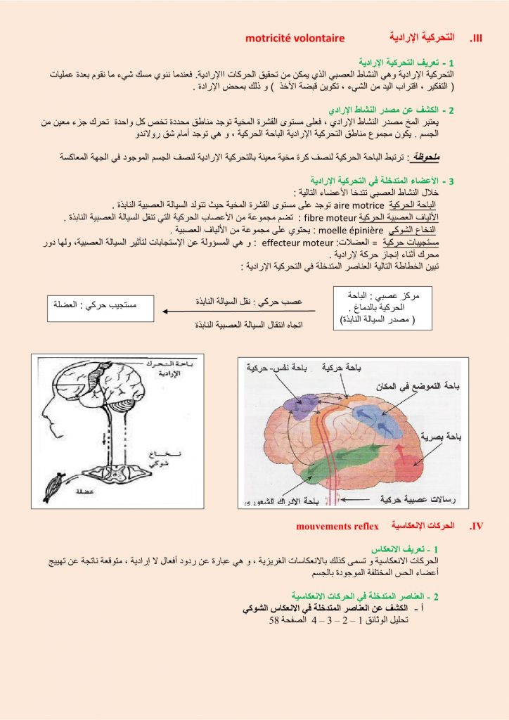 درس الجهاز العصبي للسنة الثالثة إعدادي